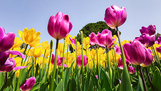 黄色和粉红色郁金香花 在蓝天背景的公园里生长 阳光照耀图片