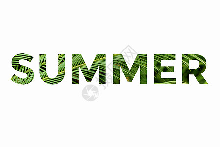 夏天这个词来自白色背景的棕榈叶 夏季概念 夏季背景等字 植物群 自然图片
