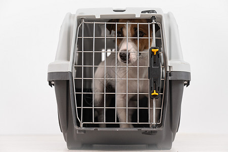 狗在笼子里安全运送宠物 旅行箱 感情 小狗 犬类图片