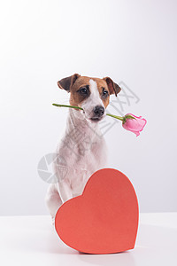 嘴里拿着鲜花 坐在一个心形盒子旁边 一只狗在约会时赠送浪漫礼物 母亲节 小狗图片