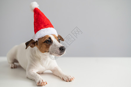 白色背景的圣达克勒斯帽子上的狗杰克·罗瑟尔泰瑞的肖像 圣诞贺卡 季节 十二月图片