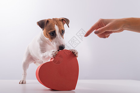 一只女性的手指向一个心形的盒子 指向白色背景中的杰克罗素梗犬 一只狗在约会时送了一份浪漫的礼物 食肉动物 庆典图片