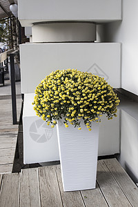 在大楼入口处一个长长高的塑料箱里种植的黄树圆菊菊花高清图片
