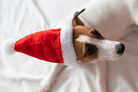 穿着圣达克萨斯帽子的杰克·罗塞尔特瑞尔狗 躺在白纸上 圣诞贺卡 毛皮 横幅图片
