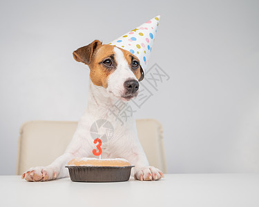 杰克罗素梗犬戴着节日帽 旁边是白色背景上点着蜡烛的馅饼 这只狗正在庆祝它的三岁生日 爱 幽默图片