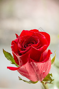 单红玫瑰水滴在白色木制背景上 带有复制空间 爱情浪漫婚礼生日概念 贺卡 母亲节快乐 美丽的深红玫瑰 母亲节的概念 浪漫的 叶子图片