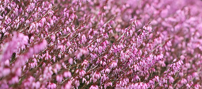 春初花园里花朵的平克·埃丽卡·卡内亚 春天图片