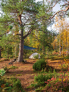 在Khibiny山上一个美丽的秋天森林中安营扎寨 在一个松树下面图片