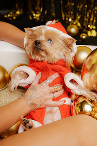 穿着圣诞老人帽子的白色短发吉娃娃小狗肖像和躺在女人手臂上的红色围巾 看着镜头图片