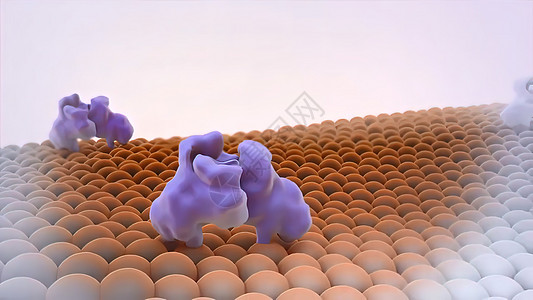 细胞膜和葡萄糖分子的功能 释放 教育 癌症 解剖学图片
