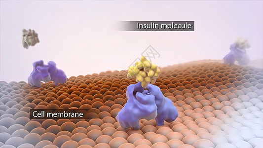 细胞膜和葡萄糖分子的功能 磷脂 解剖学 糖尿病 活力图片