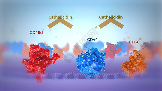 红色和蓝色的人类细胞膜透视显示染色体蛋白 多肽 药品图片