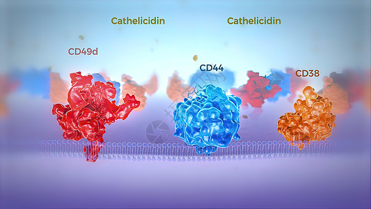 红色和蓝色的人类细胞膜透视显示染色体蛋白 碳 公式图片