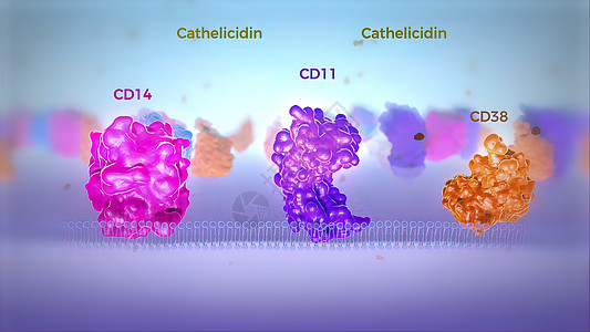 红色和蓝色的人类细胞膜透视显示染色体蛋白 科学 多肽图片