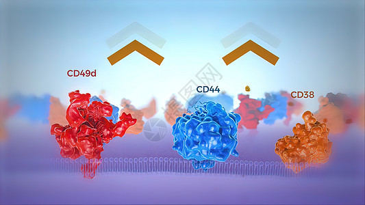 红色和蓝色的人类细胞膜透视显示染色体蛋白 健康 细胞图图片