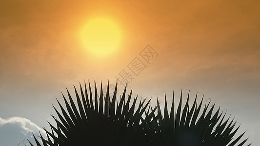 棕榈枝在日落或黎明的背景图片