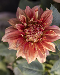 Dahlia 橙色花朵缝合图片