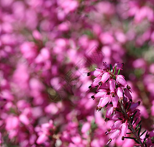 春初花园里花朵的平克·埃丽卡·卡内亚 园艺图片