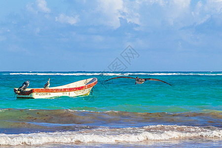 海浪船 鱼海岸和海滩全景图鲁姆墨西哥 动物图片