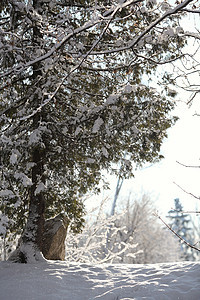 冬季森林 天气 蓝色的 荒野 假期 山 日落 树图片