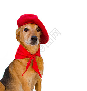 养有贝雷帽和红斑马的野狗狗肖像 圣费尔明庆祝活动 庆典 节日图片