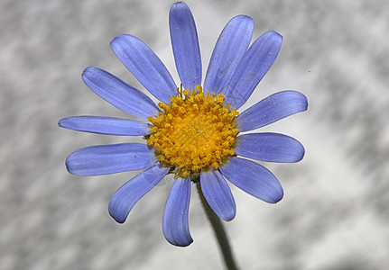 蓝色花朵关闭了的花朵家庭作坊 现代植物背景 风铃 春天图片