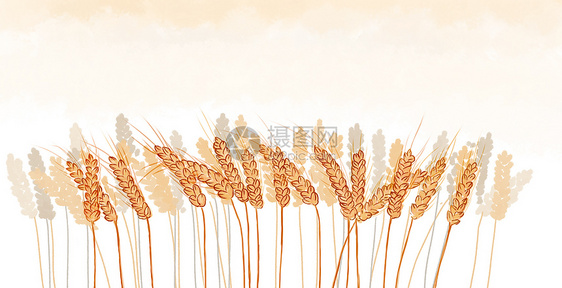手绘水彩秋收麦穗背景图片