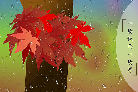 秋雨中的枫叶树特写背景背景图片