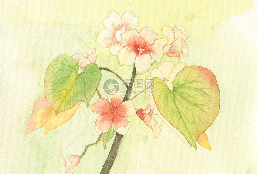 水彩桐花节气清明插画手绘素材