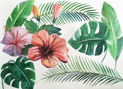 热带植物插画素材图片