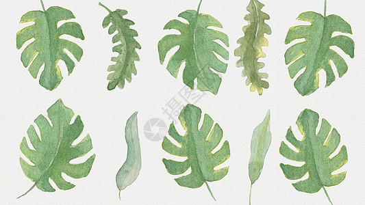热带植物绿色背景手绘图片