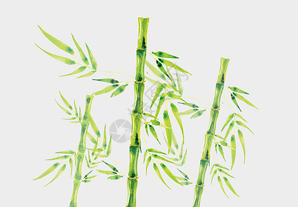 水彩竹子图片