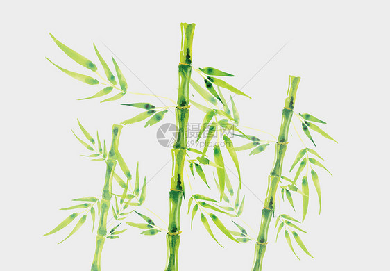 水彩竹子图片