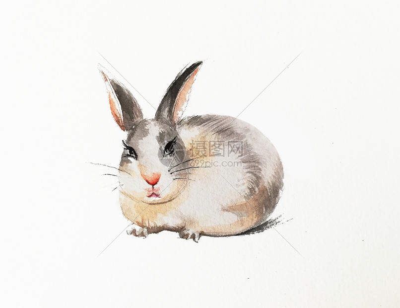 兔子水彩插画图片下载 正版图片 摄图网