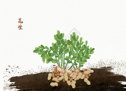 植物花生插画背景图片