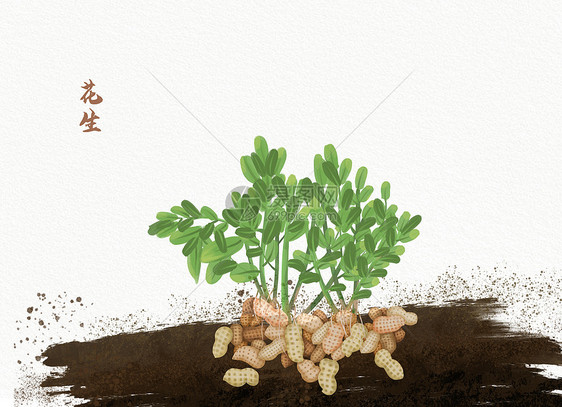 植物花生插画
