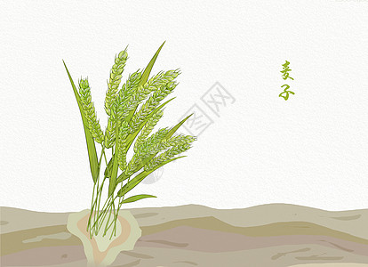 植物插画青稞图片