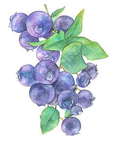 水彩蓝莓小清新水果素材插画