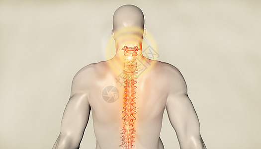 炎症人体脊柱模型设计图片