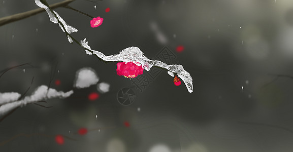 冬季雪景红梅背景图片