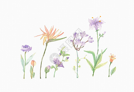 水彩花卉素材图片