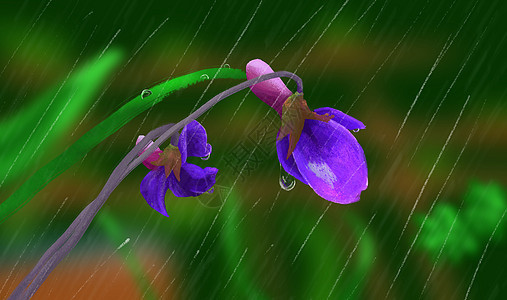 雨里的花朵图片