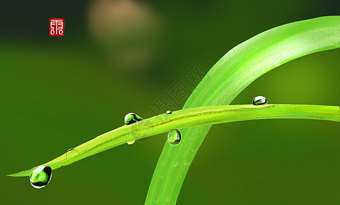 雨水节气插画背景图片