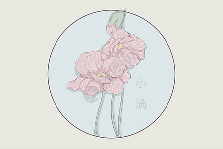 小满节气虞美人植物插画图片