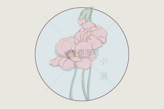 小满节气虞美人植物插画图片