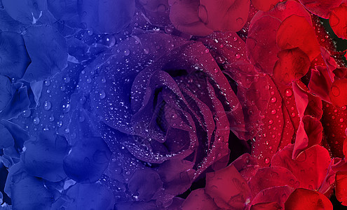 玫瑰创意妇女节玫瑰花壁纸设计图片