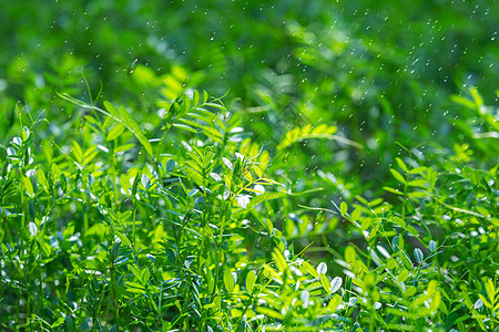 绿色灌木谷雨设计图片