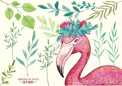 火烈鸟和植物背景图片
