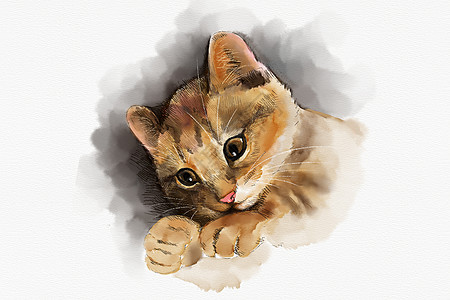 眼睛画猫咪手绘插画插画