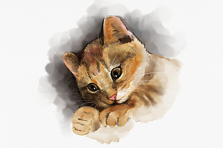 猫咪手绘插画图片